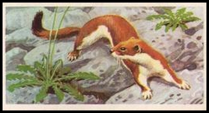 14 The Stoat